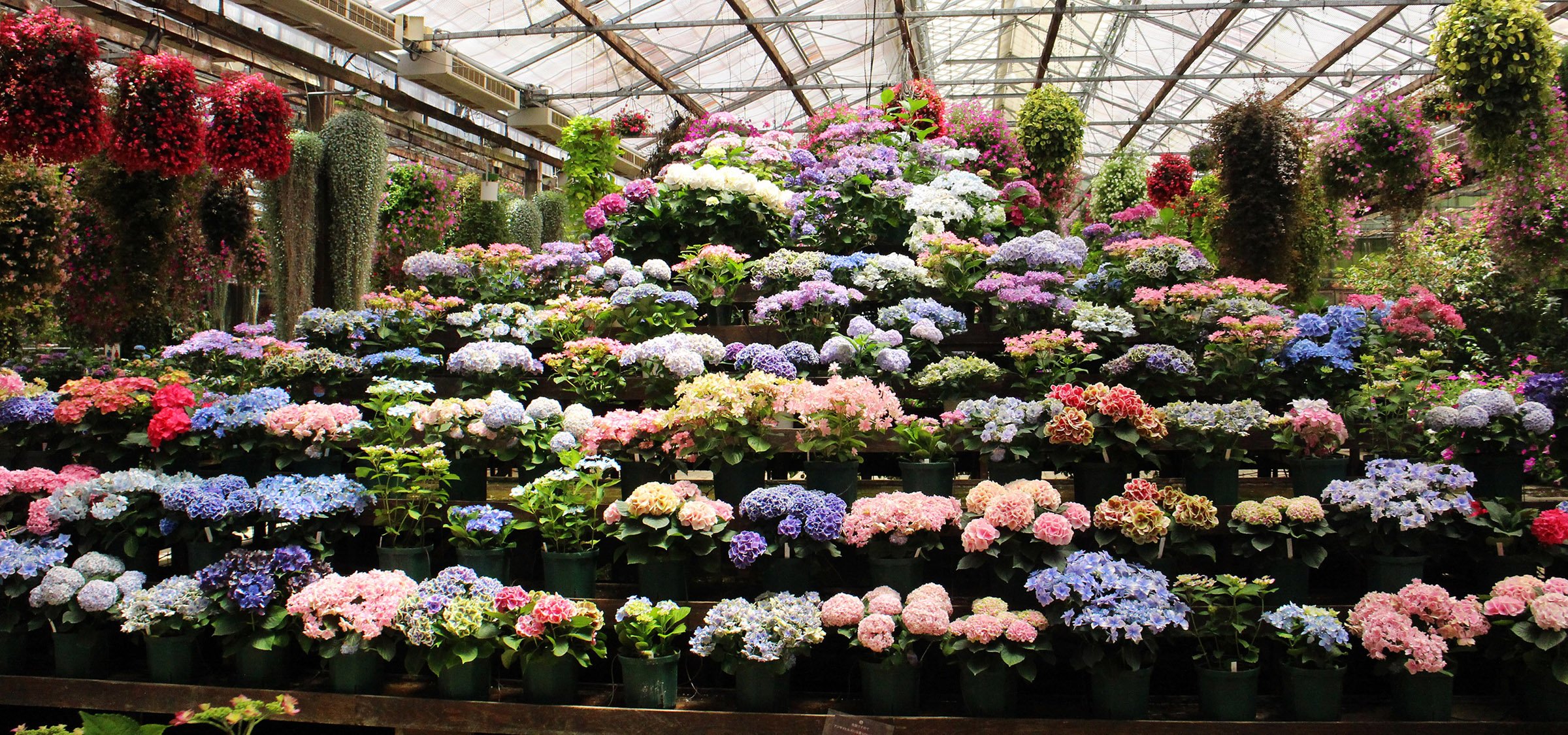 🌸 카모 붓꽃정원 (카모 쇼부엔) 이미지 9